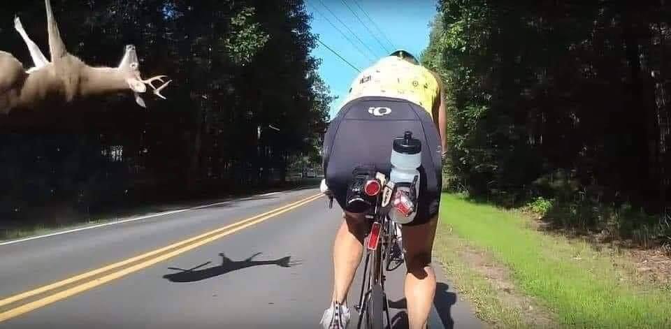 This meme is an image of a person riding a bike on a road, with a deer suddenly appearing in front of them. The text "I'm not dying" is written in a bold, playful font across the top of the image. The image is humorous because it's a common phrase used in video games to indicate that the player character has survived a potentially deadly situation, but in this case, it's being applied to a real-life bike ride where the person has narrowly avoided being hit by a deer.